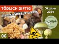 TÖDLICH GIFTIG UND ATEMBERAUBEND | Kiefernsteinpilz, Krause Glucke, Maronen, Totentrompete, Reifpilz