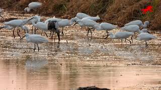 นกยางโทนน้อย  Intermediate Egret (Ardea intermedia)