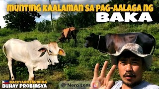 MUNTING KAALAMAN SA PAG-AALAGA NG BAKA | BackyardFarming | BuhayProbinsya | ron revilla