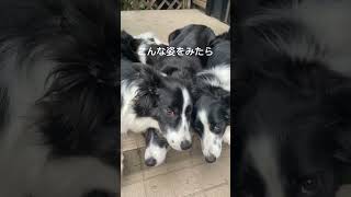 【猟師んちの５頭のボーダーコリー】仲良しすぎる犬たち【朝から並ぶ犬】