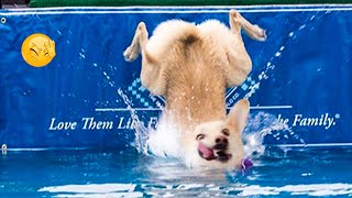 Can't Stop Laughing With These Funniest Dogs Fails | Pets Island