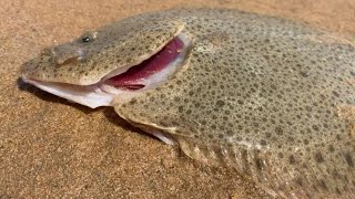 【合集】牛牛趕海遇見超大多寶魚，還有好多奇怪海膽，八爪魚也不少上貨！【牛牛趕海海鮮】