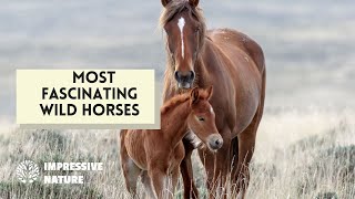 Discover Some of the World's Most Fascinating Wild Horses