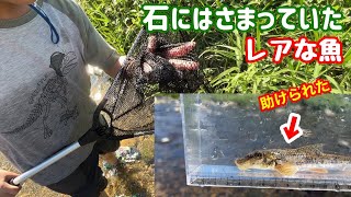 都会の清流ではさまっていた魚を助けたらかなりレアな魚だった/マハゼ釣り・水槽で観察/ヌマチチブと遊んでたら小僧が稀少な魚を発見【川ガサガサ/釣り/水槽で観察】