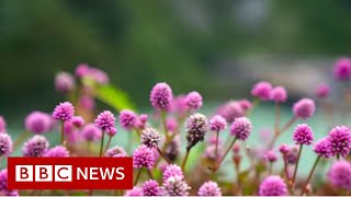 The village that confiscates plastic - BBC News