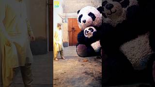 Big Panda | Shorts | Reels |  #tiktok #shorts #reels #panda