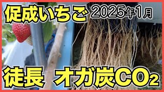 【いちご促成栽培】ハウス室温上昇と電照で徒長, オガ炭で格安二酸化炭素施用【2025年1月】