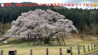 【🌸満開😊日本三大桜淡墨桜の散策ライブ配信/岐阜県本巣市】2023/3/28日（火）