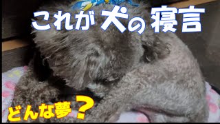 犬の寝言と猫の甘える鳴き声がかわいすぎる【トイプードルとエキゾチックショートヘア】とりまるchannel#12