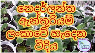 නෙදර්ලන්ත පටක රෝපිත පැළ ලංකාවේ හැදෙන විදිය සහ වර්ග #nethaland #dahamsaanthurium  #tissuculture