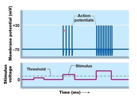 How do you find the frequency of an action potential?