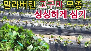 고구마를 심기 위해서 고구마순(줄기)를 채취하거나 구입하였는데 너무 말라버릴 때,밭에서 활착이 잘되게 하는 고구마(Sweet Potato) 모종 관리방법.