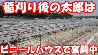 稲刈り後の太郎はビニールハウス設営に奮闘中です