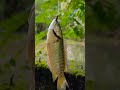 monster fish catching 😃 kallada kallemutti kaithakora shorts shortvideo funnyfishing