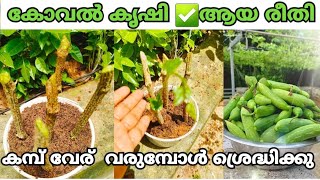 കോവൽ കൃഷി ✅️ആയ രീതി ഇതാണ് |awesome method to plant Koval |koval krishi malayala Kerala