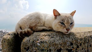 堤防の上に集まって気持ち良さそうに日光浴をする猫達