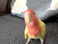 コザクラインコ【キスケ♀】邪魔しないでよ！