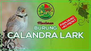 MASTERAN SUARA CALANDRA LARK GACOR|| PARANORMAL BIRD CHANNEL VIDEO
