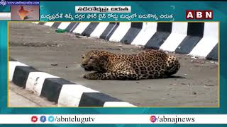 Tiger Slept On Road Video Goes Viral In Social Media | ABN Telugu