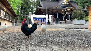 大崎八幡宮, Shrine,ニワトリ,miyagi,sendai, Chicken,【街の風景、散歩、walking、4K動画 】