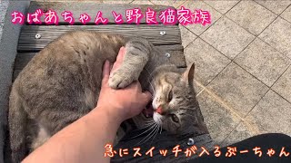 【猫・Cat】おばあちゃんと野良猫家族　急にスイッチが入るぶーちゃん　可愛すぎるノラネコ　猫動画　Japanese stray cats family Animals video Cutie cat