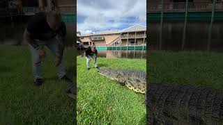 Giant Prehistoric Crocodile Eats a Snack 🍗 #shorts
