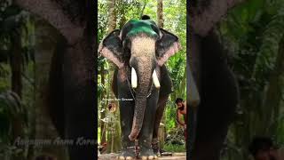 Kiran Narayanankutty Elephant Whatsapp Status