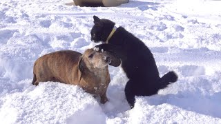 予想外の大雪が嬉しくてこうなってしまったワンコと子猫。