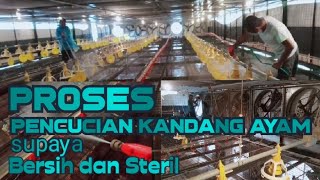 Proses pembersihan,pencucian kandang ayam broiler, close house.