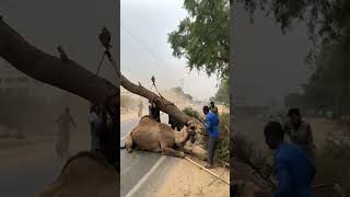 Many people are removing the tree from the top of a camel#camels #shortviral