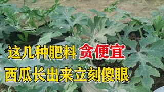 贪便宜选择的肥料，西瓜个小不膨大，农户以后要留意了【付老师种植技术团队】