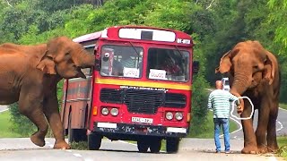 Brave or CRAZY? Man HAND-FEEDS Wild Elephant Blocking Traffic - You Won't Believe What Happens Next!