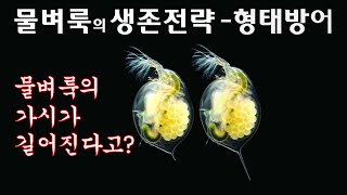 물벼룩의 생존전략 - 형태방어(Survival strategy of Daphnia - Morphological defense)