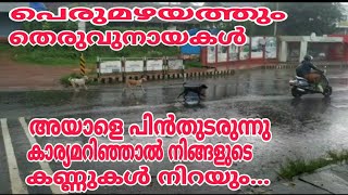 തെരുവ് നായകൾ പെരുമഴയിലും അയാളെ പിൻതുടരുന്നു മുഖം വെക്തമാക്കാത്ത ആ.., അഞ്ജാതൻ ആരാണ്..?