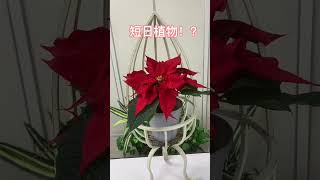 【初心者】クリスマス直前！ポインセチアの育て方を紹介しちゃいます！【神港農園芸】#shorts