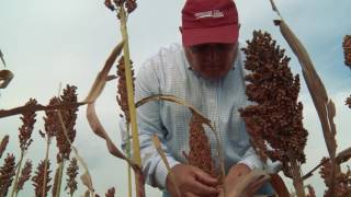 Meet a Farmer | Grain Sorghum (Milo)