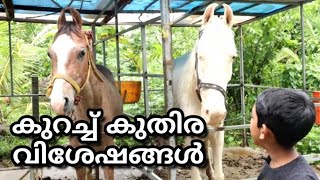 ചെറിയ ഒരു കുതിര വിശേഷം | With my Horse