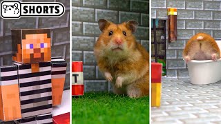 Hamster flushed down the toilet and escapes from the Minecraft prison maze #Shorts 😲 Homura Ham