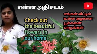 எங்கள் வீட்டில் உள்ள அழகான பூக்களைப் பாருங்கள்#subscribe #longvideo #resysangaththarvayal #அன்பு