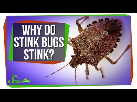Is a stink bug bite harmful?