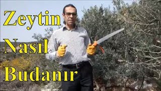 Zeytin Budaması Çeşitleri ve Yapılışı