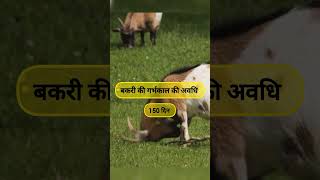 बकरी की गर्भकाल की अवधि ll 150 दिन ll Animals Husbandry important questions ll #agriculture