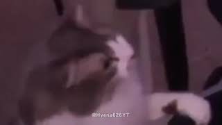 Cat bites Alinity meme