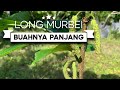 TERNYATA MUDAH MENANAM BUAH LONG MURBEI KARENA BERSIFAT GENJAH | MUDAH BERBUAH #longmurbei