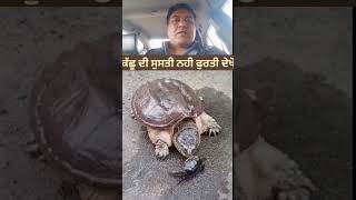 ਕੱਛੂ ਦੀ ਫੁਰਤੀ ਵੀ ਦੇਖੋ ਹੁਣ 👌👌 #youtubeshorts #wildlife #animallover #shorts