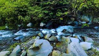 Serene River Stream | Relaxing Water Ambience for Focus and Meditation