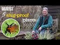 5 slug-proof plants to grow | Alan Titchmarsh