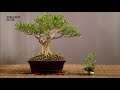 2018林慶祥盆景藝術師生聯展 bonsai exhibition