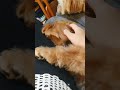 【トイ・プードルとポメラニアンのハーフ犬：ピノちゃん　1歳】ピノ 気持ちよさそうだね！？ shorts