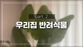 우리집 반려식물 (쪼꼬미들 제외)part.2